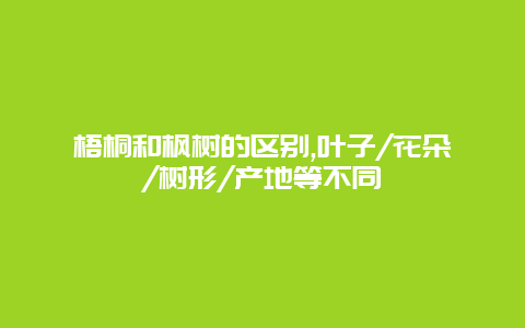 梧桐和枫树的区别,叶子/花朵/树形/产地等不同