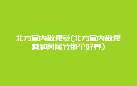 北方室内散尾葵(北方室内散尾葵和凤尾竹那个好养)