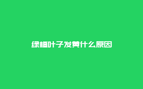 绿植叶子发黄什么原因