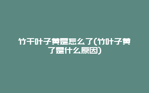 竹干叶子黄是怎么了(竹叶子黄了是什么原因)