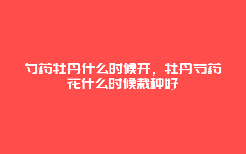 勺药牡丹什么时候开，牡丹芍药花什么时候栽种好