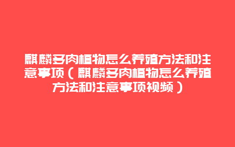 麒麟多肉植物怎么养殖方法和注意事项（麒麟多肉植物怎么养殖方法和注意事项视频）