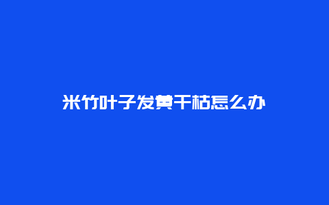 米竹叶子发黄干枯怎么办