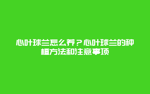 心叶球兰怎么养？心叶球兰的种植方法和注意事项