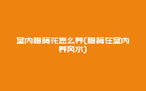 室内腊梅花怎么养(腊梅在室内养风水)