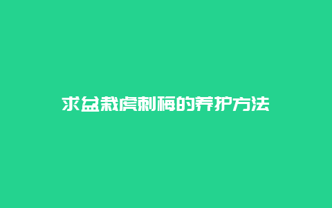 求盆栽虎刺梅的养护方法