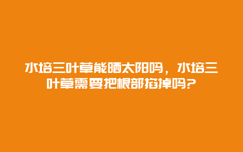 水培三叶草能晒太阳吗，水培三叶草需要把根部掐掉吗?