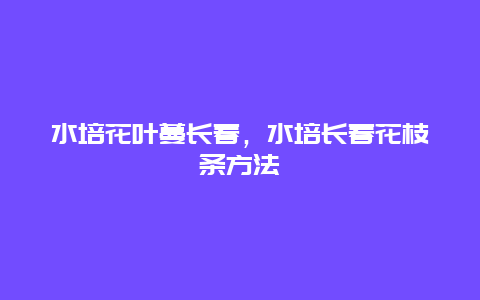 水培花叶蔓长春，水培长春花枝条方法