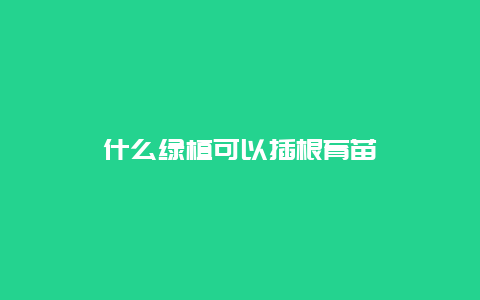 什么绿植可以插根育苗