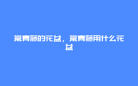 常青藤的花盆，常青藤用什么花盆