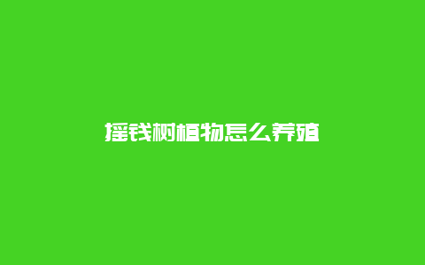 摇钱树植物怎么养殖