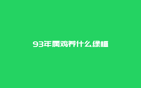 93年属鸡养什么绿植