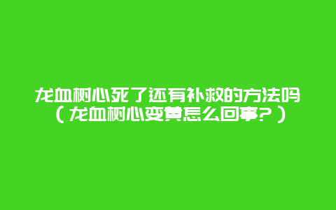 龙血树心死了还有补救的方法吗（龙血树心变黄怎么回事?）