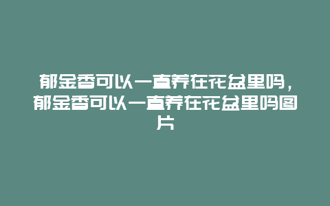 郁金香可以一直养在花盆里吗，郁金香可以一直养在花盆里吗图片