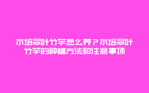 水培翠叶竹芋怎么养？水培翠叶竹芋的种植方法和注意事项