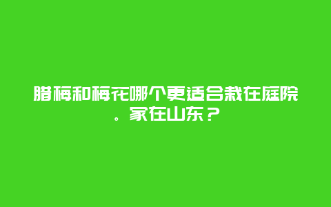 腊梅和梅花哪个更适合栽在庭院。家在山东？