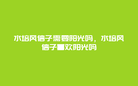 水培风信子需要阳光吗，水培风信子喜欢阳光吗