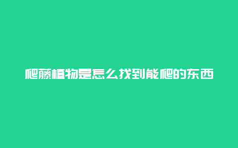 爬藤植物是怎么找到能爬的东西