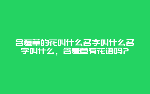 含羞草的花叫什么名字叫什么名字叫什么，含羞草有花语吗?