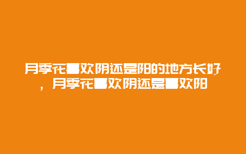 月季花喜欢阴还是阳的地方长好，月季花喜欢阴还是喜欢阳