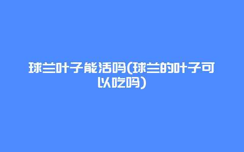 球兰叶子能活吗(球兰的叶子可以吃吗)