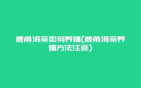 鹿角海棠如何养殖(鹿角海棠养殖方法注意)