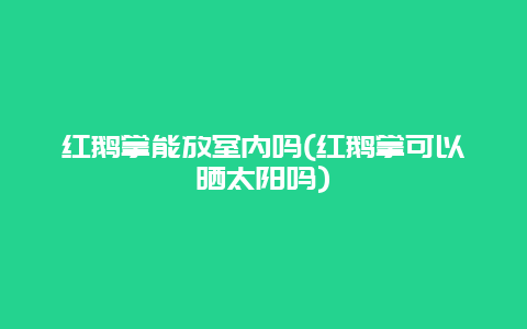 红鹅掌能放室内吗(红鹅掌可以晒太阳吗)