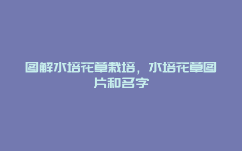 图解水培花草栽培，水培花草图片和名字