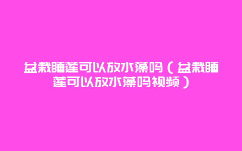 盆栽睡莲可以放水藻吗（盆栽睡莲可以放水藻吗视频）