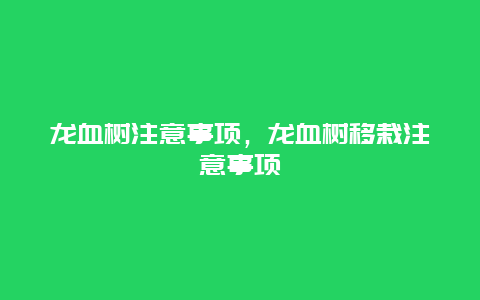 龙血树注意事项，龙血树移栽注意事项