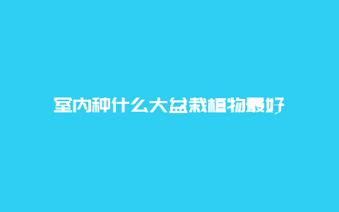 室内种什么大盆栽植物最好