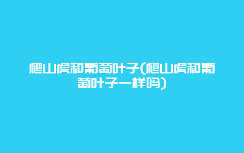 爬山虎和葡萄叶子(爬山虎和葡萄叶子一样吗)