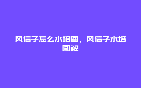 风信子怎么水培图，风信子水培图解