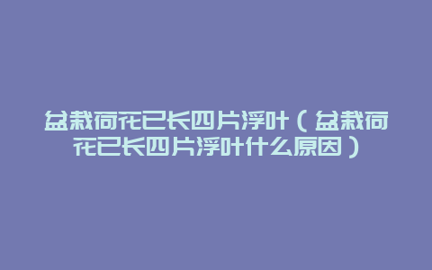 盆栽荷花已长四片浮叶（盆栽荷花已长四片浮叶什么原因）