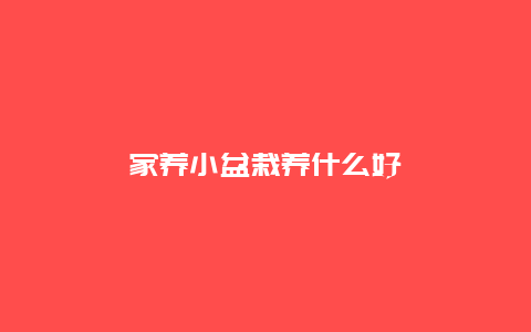 家养小盆栽养什么好