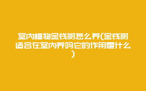 室内植物金钱树怎么养(金钱树适合在室内养吗它的作用是什么)