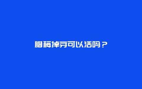 腊梅掉芽可以活吗？