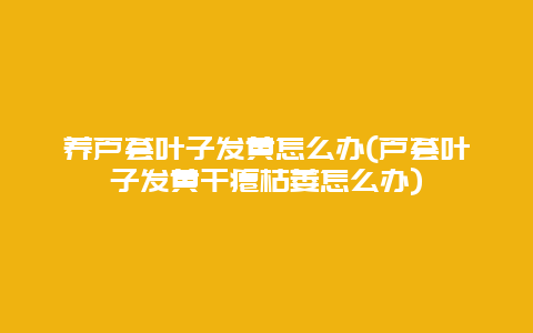 养芦荟叶子发黄怎么办(芦荟叶子发黄干瘪枯萎怎么办)