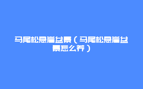 马尾松悬崖盆景（马尾松悬崖盆景怎么养）