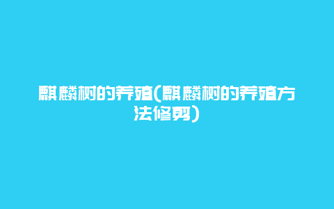 麒麟树的养殖(麒麟树的养殖方法修剪)