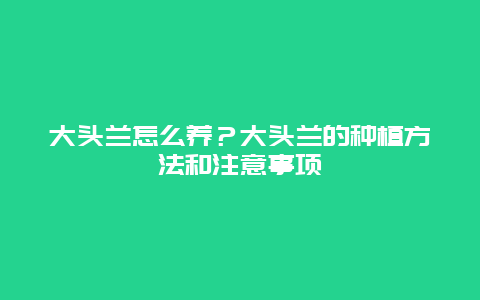 大头兰怎么养？大头兰的种植方法和注意事项