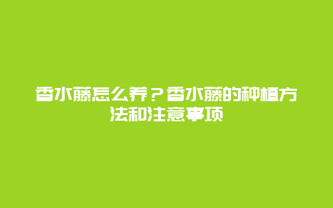 香水藤怎么养？香水藤的种植方法和注意事项