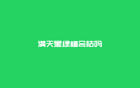 满天星绿植会枯吗