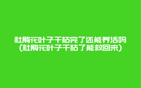 杜鹃花叶子干枯完了还能养活吗(杜鹃花叶子干枯了能救回来)