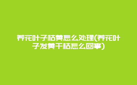 养花叶子枯黄怎么处理(养花叶子发黄干枯怎么回事)