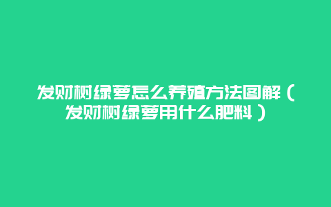 发财树绿萝怎么养殖方法图解（发财树绿萝用什么肥料）