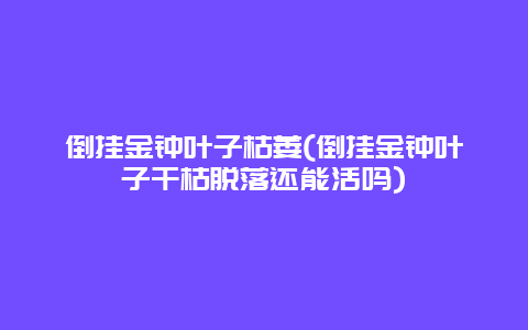 倒挂金钟叶子枯萎(倒挂金钟叶子干枯脱落还能活吗)