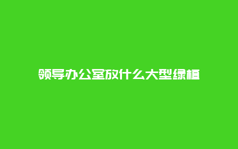 领导办公室放什么大型绿植