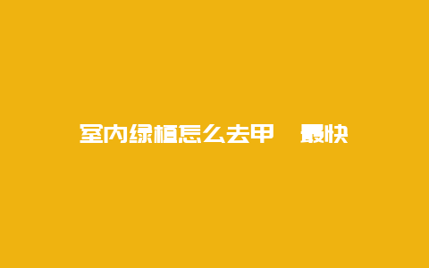 室内绿植怎么去甲醛最快