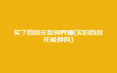 买了百合花如何养殖(买的百合花能种吗)